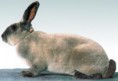 /album/les-races-de-lapins/rex-zibeline-jpg/